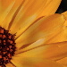 BetterPhoto Member
