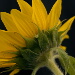 BetterPhoto Member