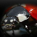 BetterPhoto Member