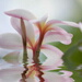 BetterPhoto Member