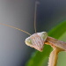 BetterPhoto Member