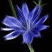BetterPhoto Member