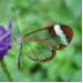 BetterPhoto Member