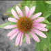 BetterPhoto Member