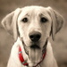 BetterPhoto Member