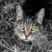 BetterPhoto Member