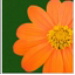 BetterPhoto Member