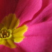 BetterPhoto Member