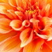 BetterPhoto Member