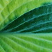 BetterPhoto Member