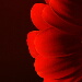 BetterPhoto Member