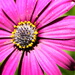 BetterPhoto Member