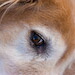 BetterPhoto Member