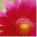 BetterPhoto Member