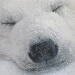 BetterPhoto Member