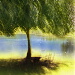 BetterPhoto Member