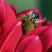 BetterPhoto Member