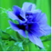 BetterPhoto Member