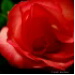 BetterPhoto Member