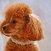 BetterPhoto Member