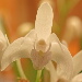 BetterPhoto Member