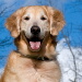 BetterPhoto Member