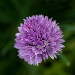 BetterPhoto Member