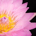 BetterPhoto Member