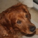 BetterPhoto Member