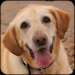 BetterPhoto Member