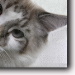 BetterPhoto Member