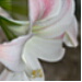 BetterPhoto Member