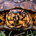 BetterPhoto Member