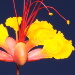 BetterPhoto Member