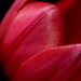 BetterPhoto Member
