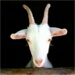 BetterPhoto Member