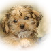 BetterPhoto Member