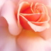 BetterPhoto Member