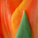 BetterPhoto Member
