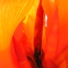 BetterPhoto Member