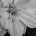 BetterPhoto Member