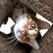 BetterPhoto Member