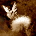 BetterPhoto Member