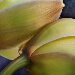 BetterPhoto Member