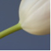 BetterPhoto Member