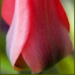 BetterPhoto Member