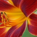 BetterPhoto Member