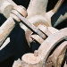 BetterPhoto Member