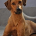 BetterPhoto Member
