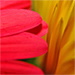 BetterPhoto Member